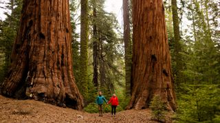 Couple walking in forest, Sequoia National Park