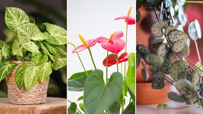 composite image of best houseplants with heart-shaped leaves
