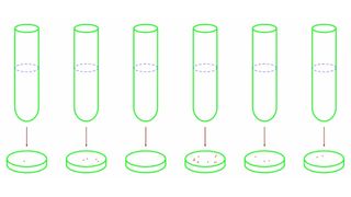 This diagram of the Luria-Delbrück experiment depicts colonies of phage-resistant variants of E. coli (red) developing in petri dishes.