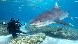 Underwater photographer and lone Tiger shark.