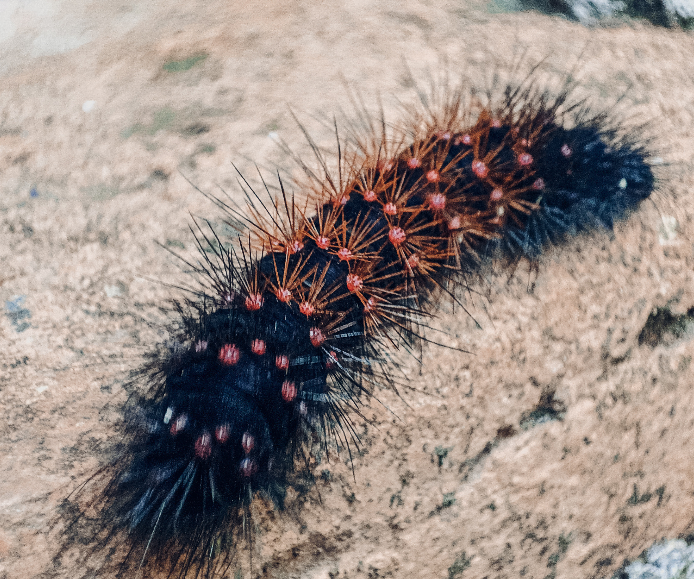 Hypercompe Scribonia or The Giant Leopard Moth Caterpillar