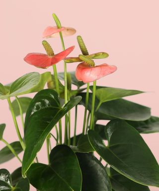 pink Anthurium indoor plant