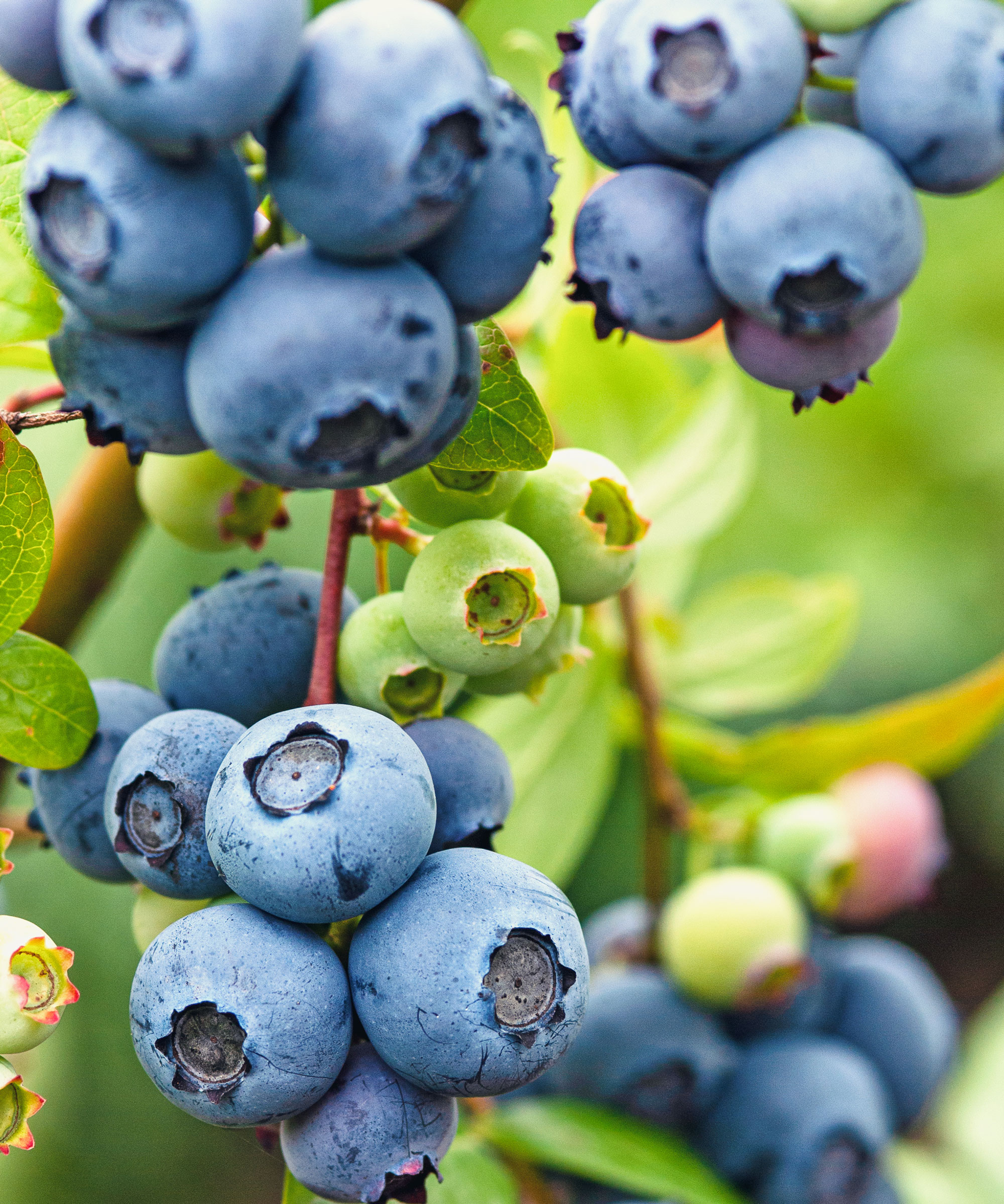 blueberry shrub with blue and green fruit