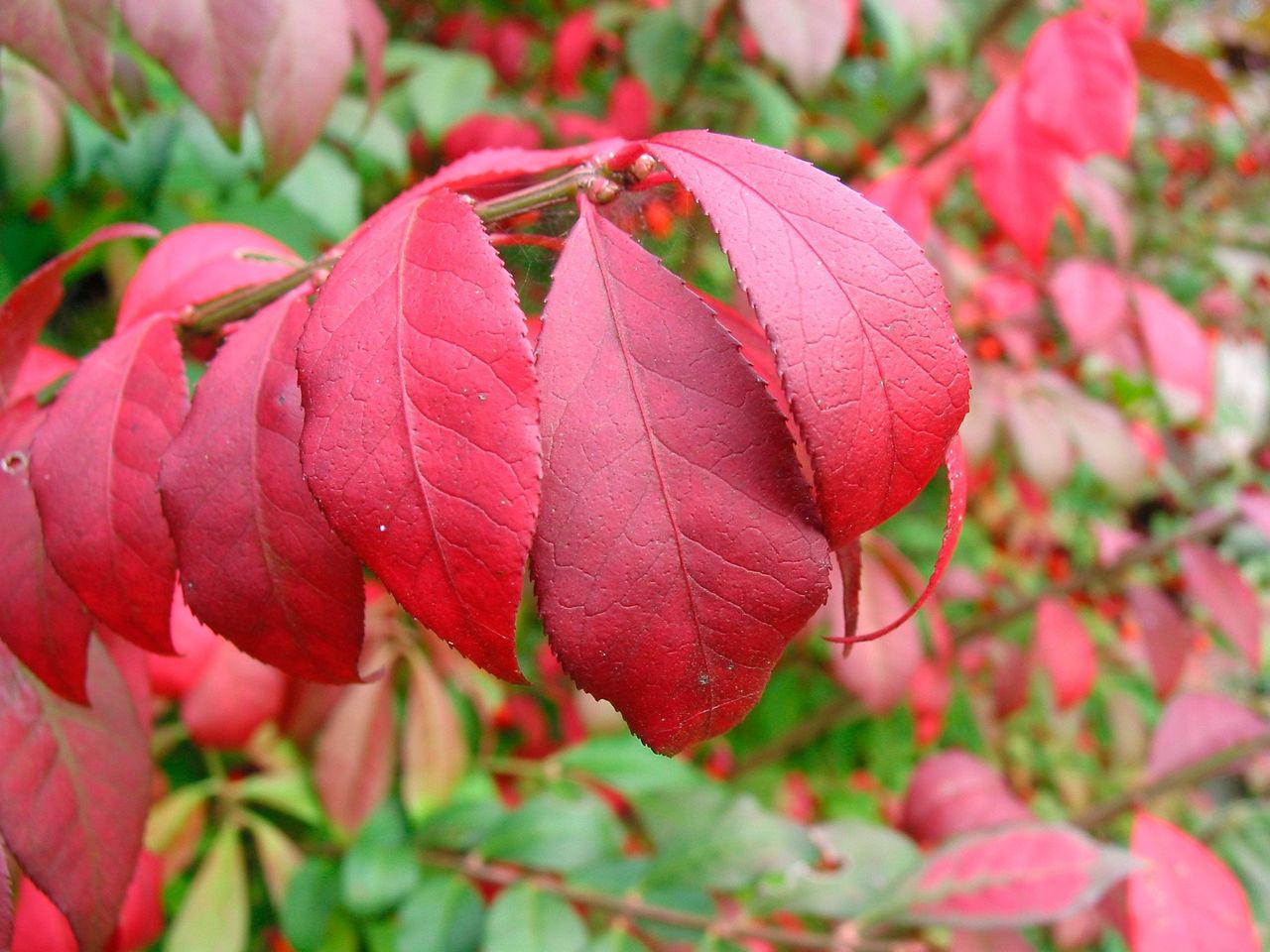 Red Burning Bush Leaves