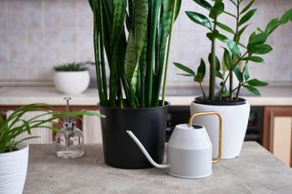 potted plants and a watering can