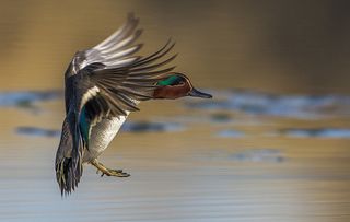 Alzavola; Eurasian Teal; Common Teal; Anas crecca