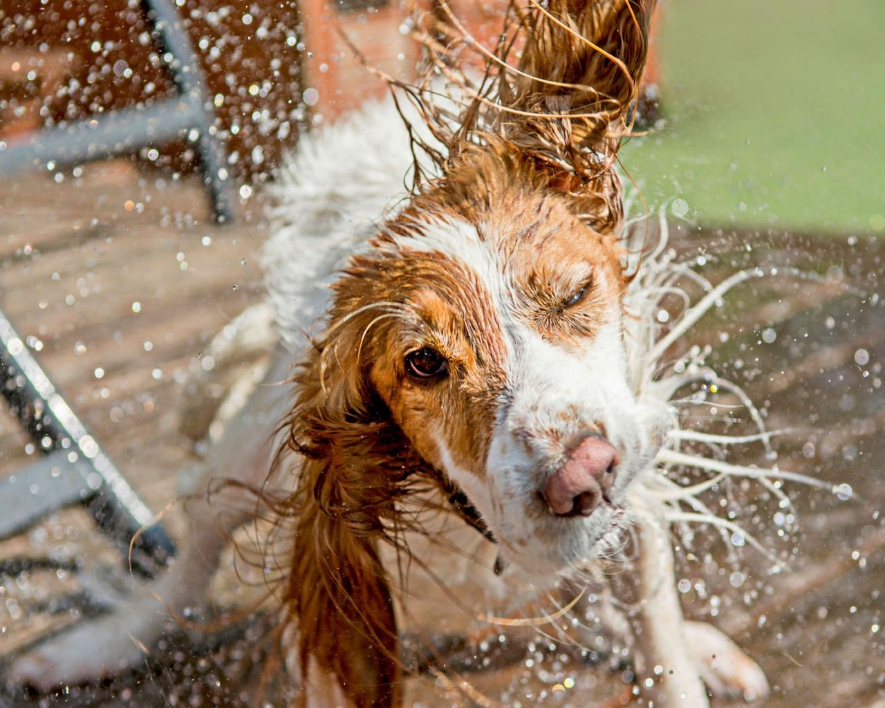 A cocker spaniel shaking off water