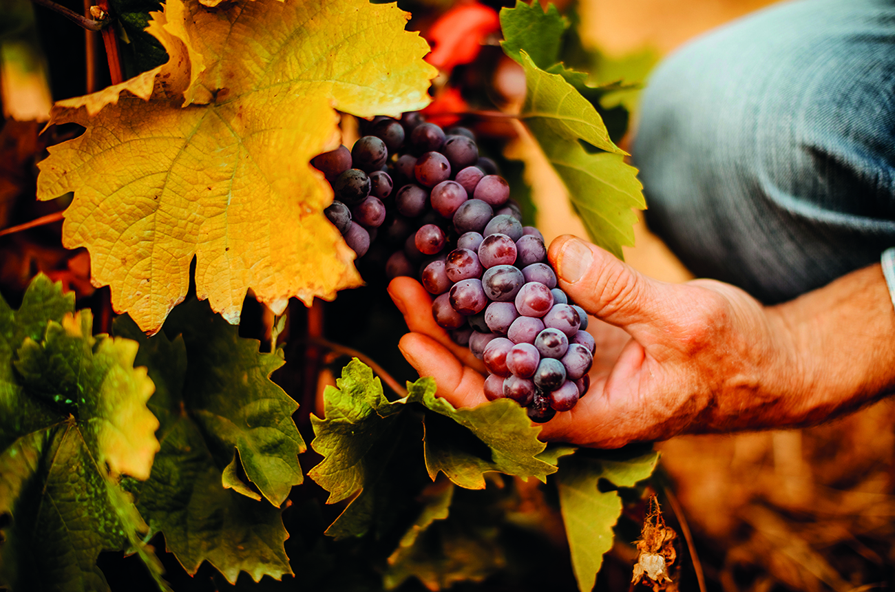 Hand harvesting grapes