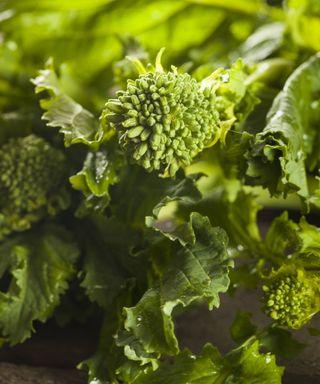 Harvested broccoli raab, or broccoli rabe