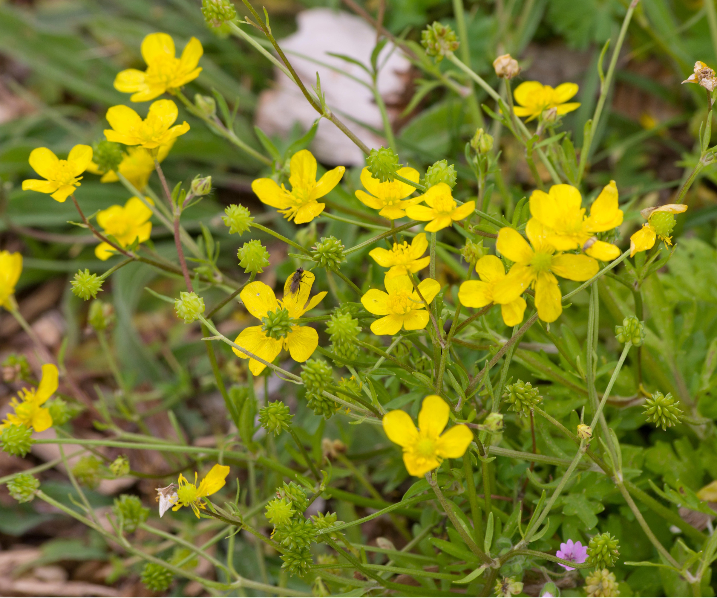 Creeping buttercup