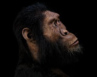 australopithecus amananensis reconstruction