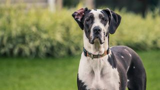 Black and white Great Dane Dog staring at the camera