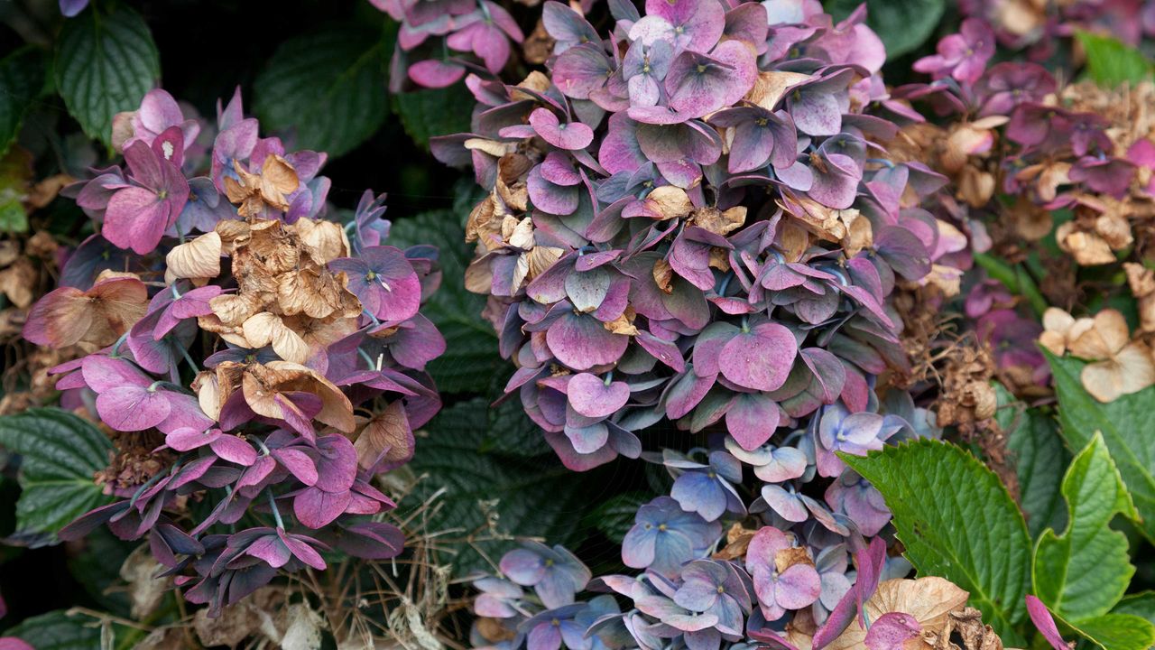 wilted hydrangeas