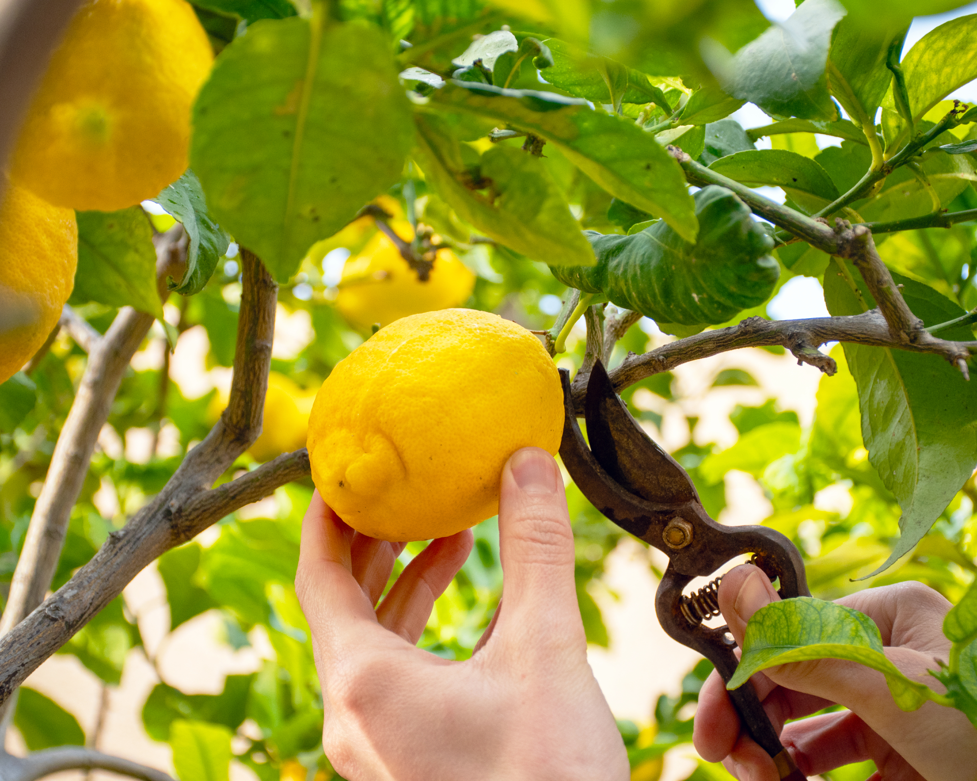 Man hands picking lemons with pruning shears. Harvesting.