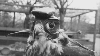 Falcon Wearing Helmet-Mounted Camera