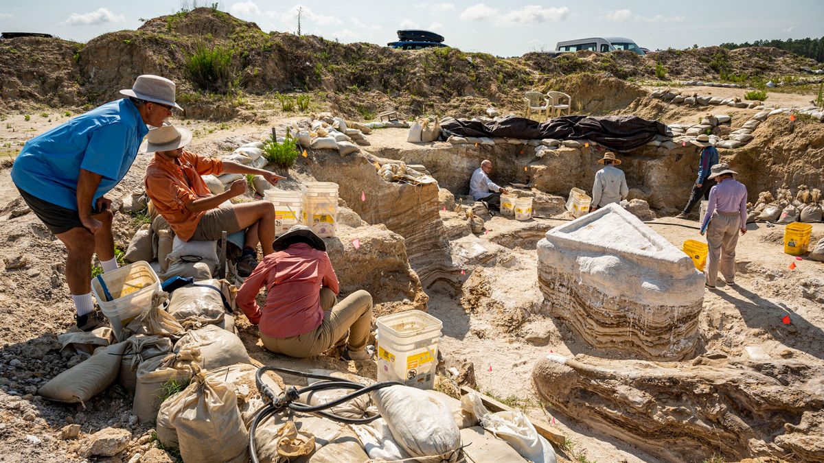 Fast 6 Millionen Jahre alter „Elefantenfriedhof“ in Florida ausgegraben