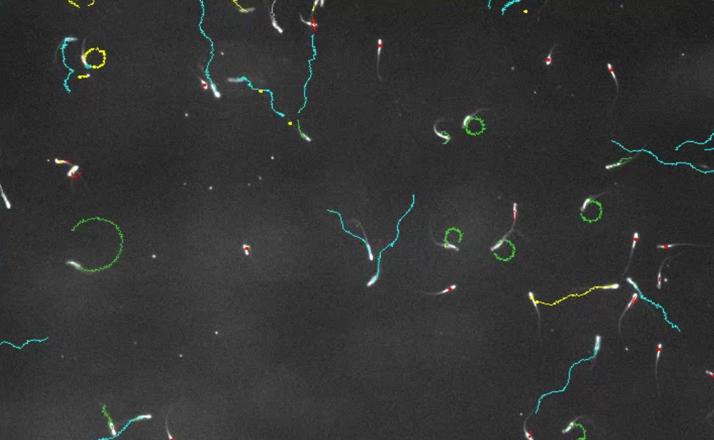 Devious sperm 'poison' their rivals, forcing them to swim in circles until they die