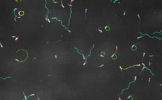 T-haplotype sperm (blue trails) can poison and disable their competitors (green trails), forcing them to swim in circles.