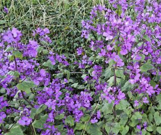 Purple lunaria flowers blooming in the meadow