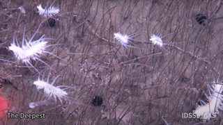 A screenshot from a deep-sea submersible video revealing spiky white polychaetes at the bottom of a hadal trench, captured by the Institute of Deep-sea Science and Engineering, CAS (IDSSE, CAS)