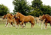 Mares-Foals.jpg