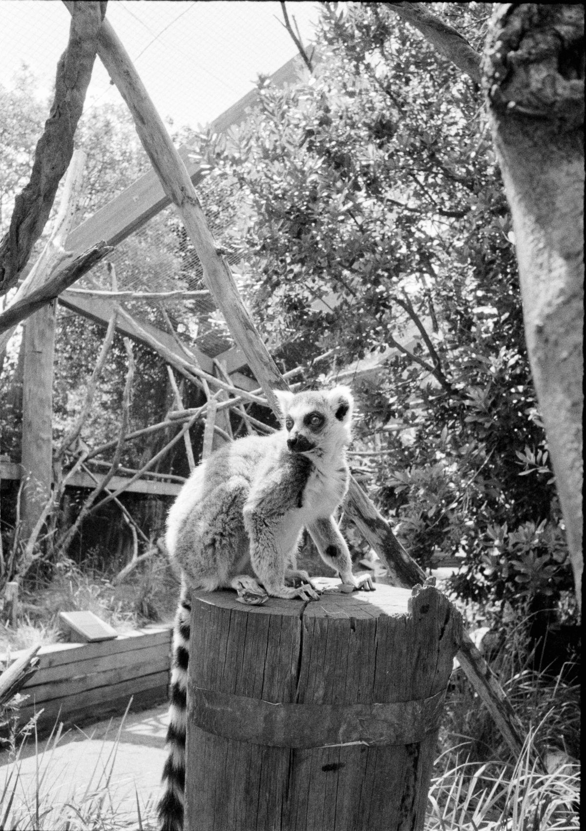 Ring tailed lemur sitting on a tree stump surrounded by trees