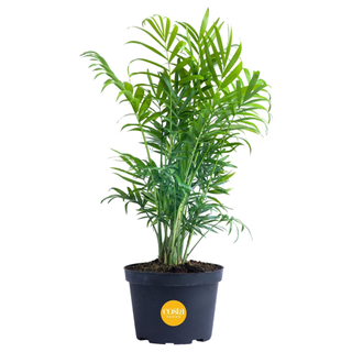 A live parlor palm plant