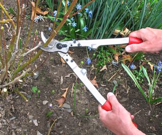 making dogwood cuttings in winter