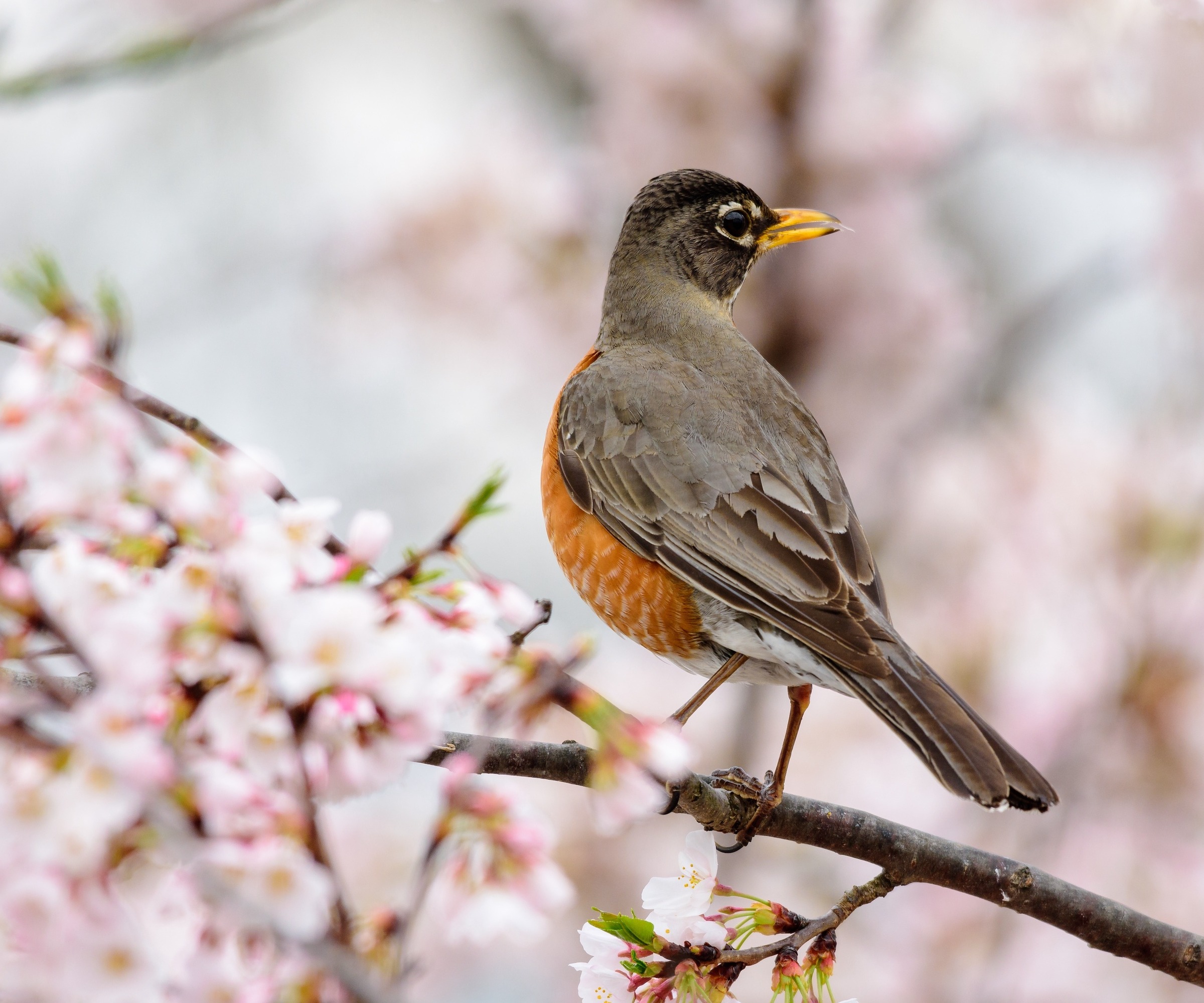 American Robin a tree with pink blossom