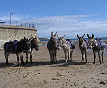 BBDG-2008-Filey.jpg