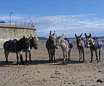 BBDG-2008-Filey.jpg