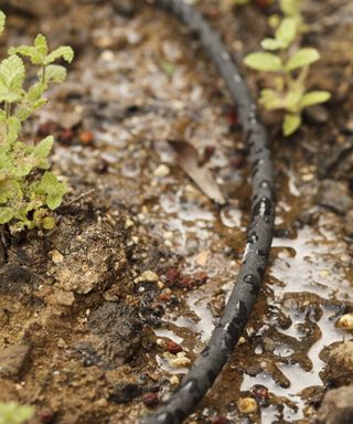 Soaker hose slowly watering the soil in a border