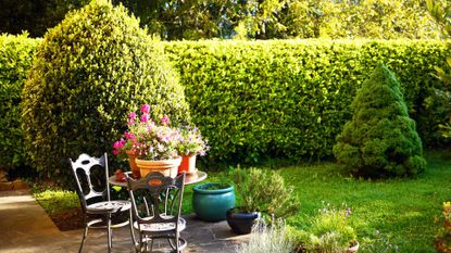 Laurel hedge in the background as a privacy screen 