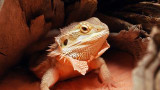 Bearded dragon in its vivarium