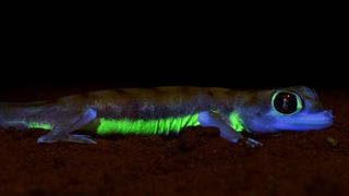 The web-footed gecko (Pachydactylus rangei) from the Namib desert fluoresces neon-green along its flank and around the eye under strong UV light.