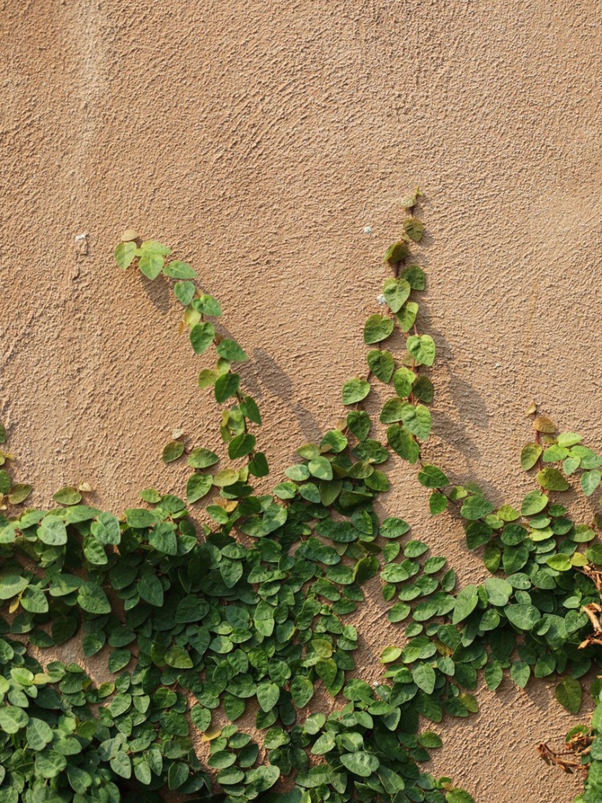 Creeping Fig Climbing Up Wall