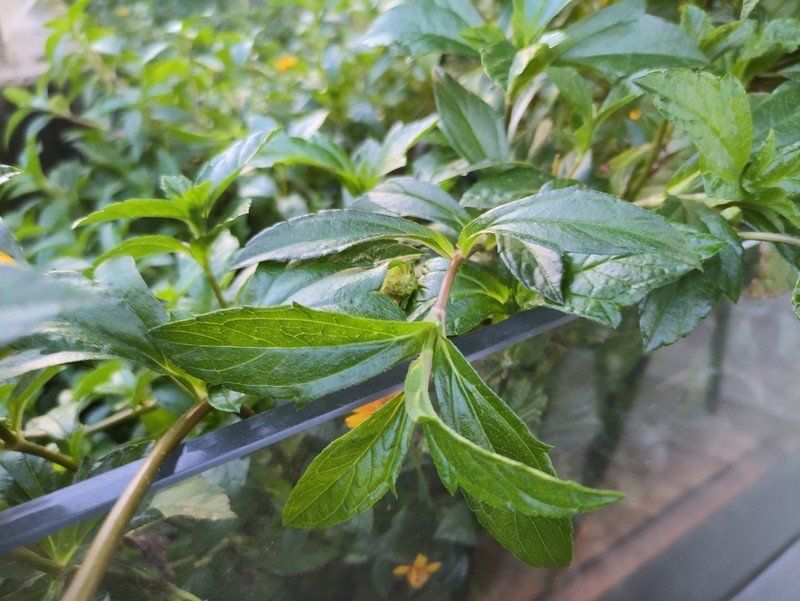 Zte Zxon 30 5g Camera Sample