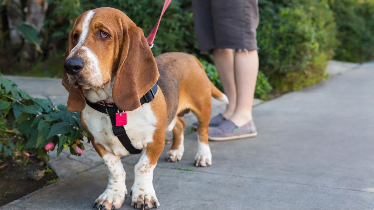 Basset Hound on a walk