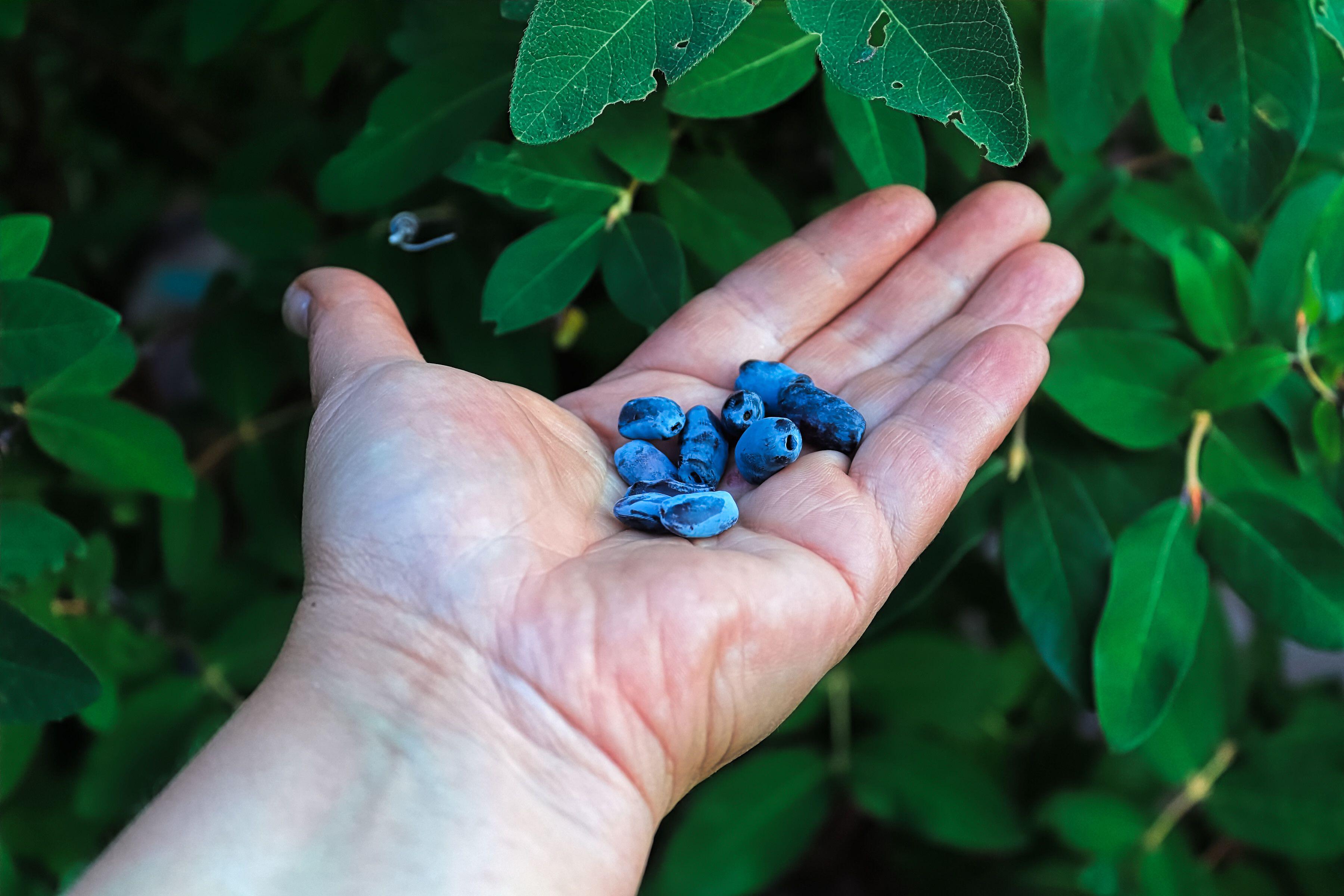 A palm holding some honeyberries