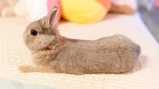 Netherland dwarf rabbit