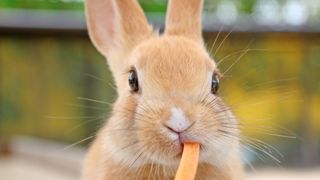 bunny rabbit eating a carrot