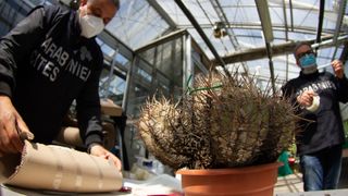 A Copiapoa solaris specimen is one of hundreds of cactuses that were recently recovered by Operation Atacama.