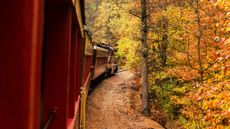 A colorful train winds through fall foliage.