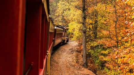 A colorful train winds through fall foliage.