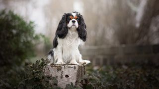 Close-up of cavalier king charles spaniel sitting on wood