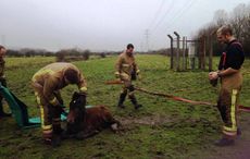 Rescue-site.jpg