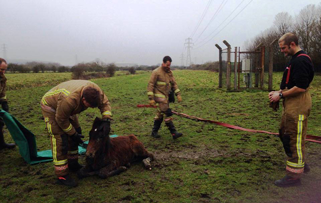 Rescue-site.jpg