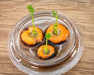 Carrot tops growing in water in a glass bowl regrow fresh homegrown food