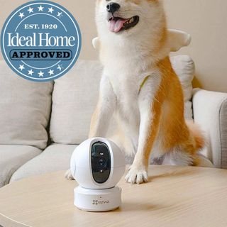 White dome shaped indoor security camera sitting on a table with a white and orange dog sitting behind it and Ideal Home approved badge