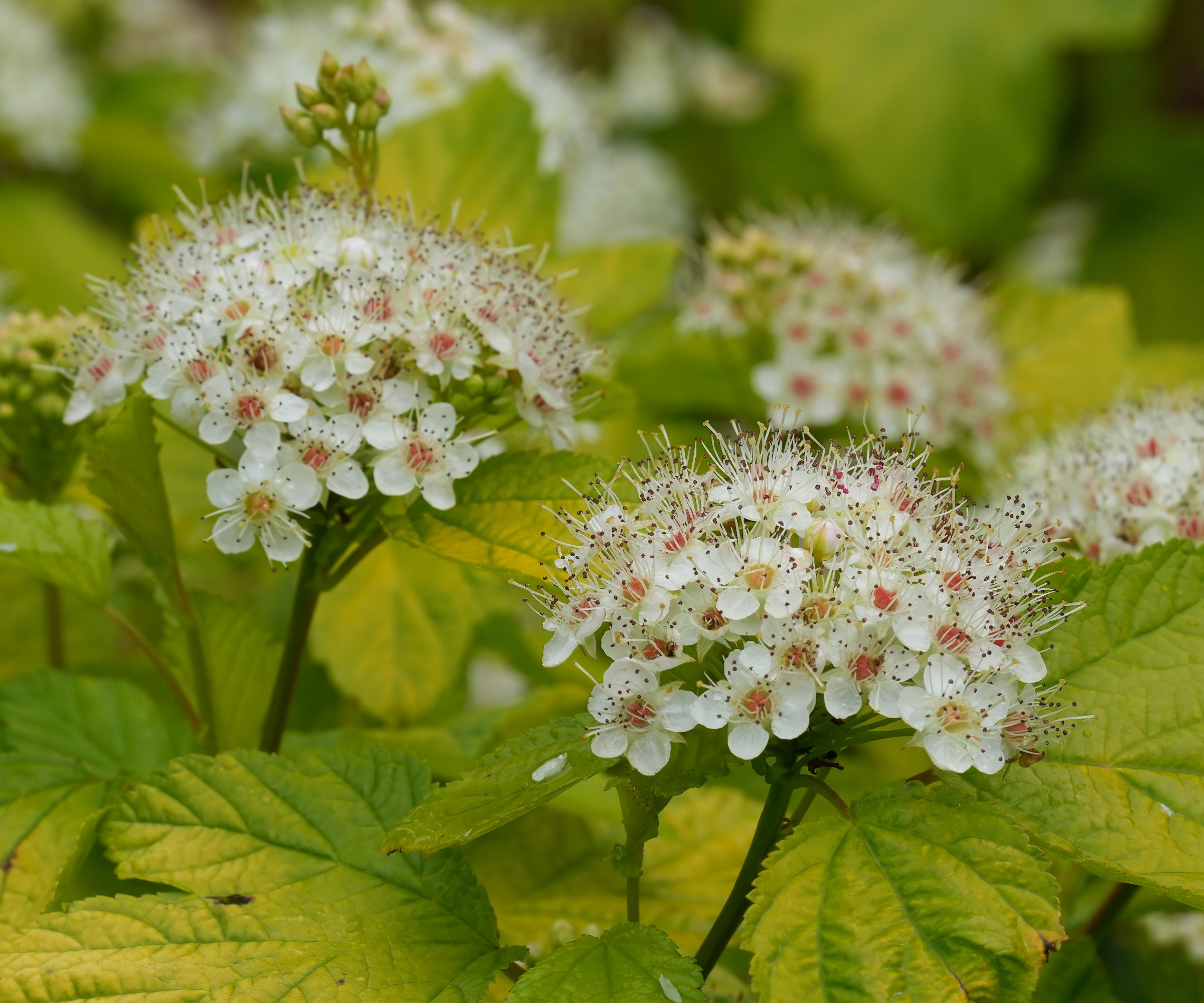 White ninebark flowers against green leaves